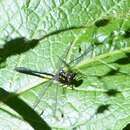 Image of Northern Pygmy Clubtail
