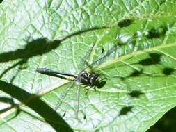 Image of Pygmy Clubtails