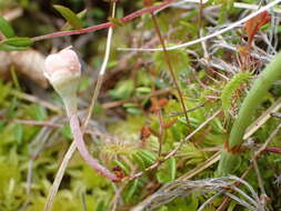 Image of Exobasidium oxycocci Rostr. ex Shear 1907