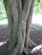 Image of European horse chestnut