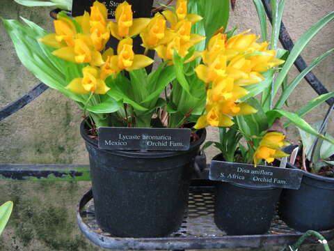 Image of Sweet scented Lycaste