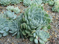 Image of Echeveria elegans Rose