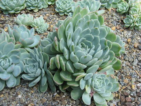 Image of Echeveria elegans Rose