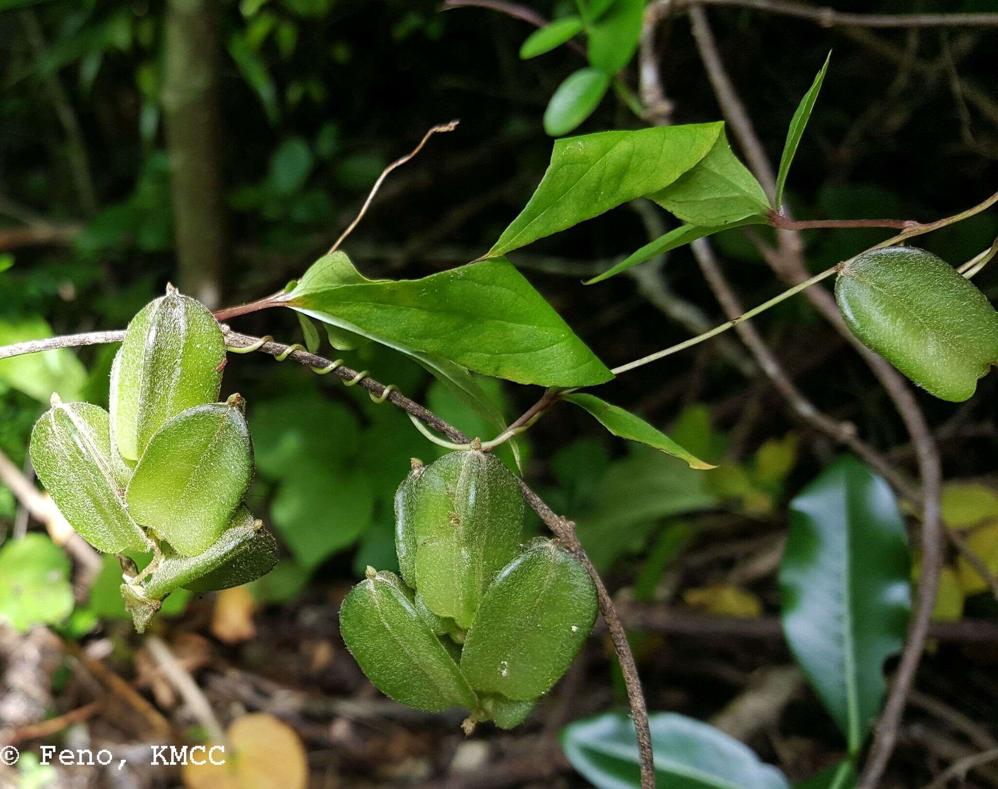 Image de Dioscorea quartiniana A. Rich.