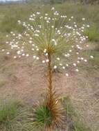 Imagem de Paepalanthus chiquitensis Herzog