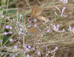 Image of Hyponephele lupinus Costa 1836