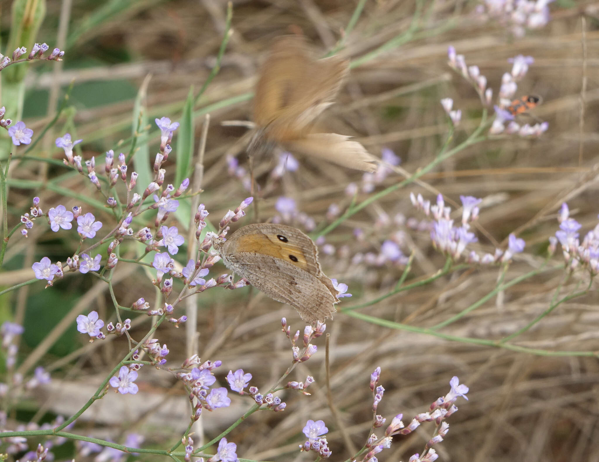 Image of Hyponephele lupinus Costa 1836