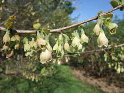 Image de Halesia tetraptera J. Ellis