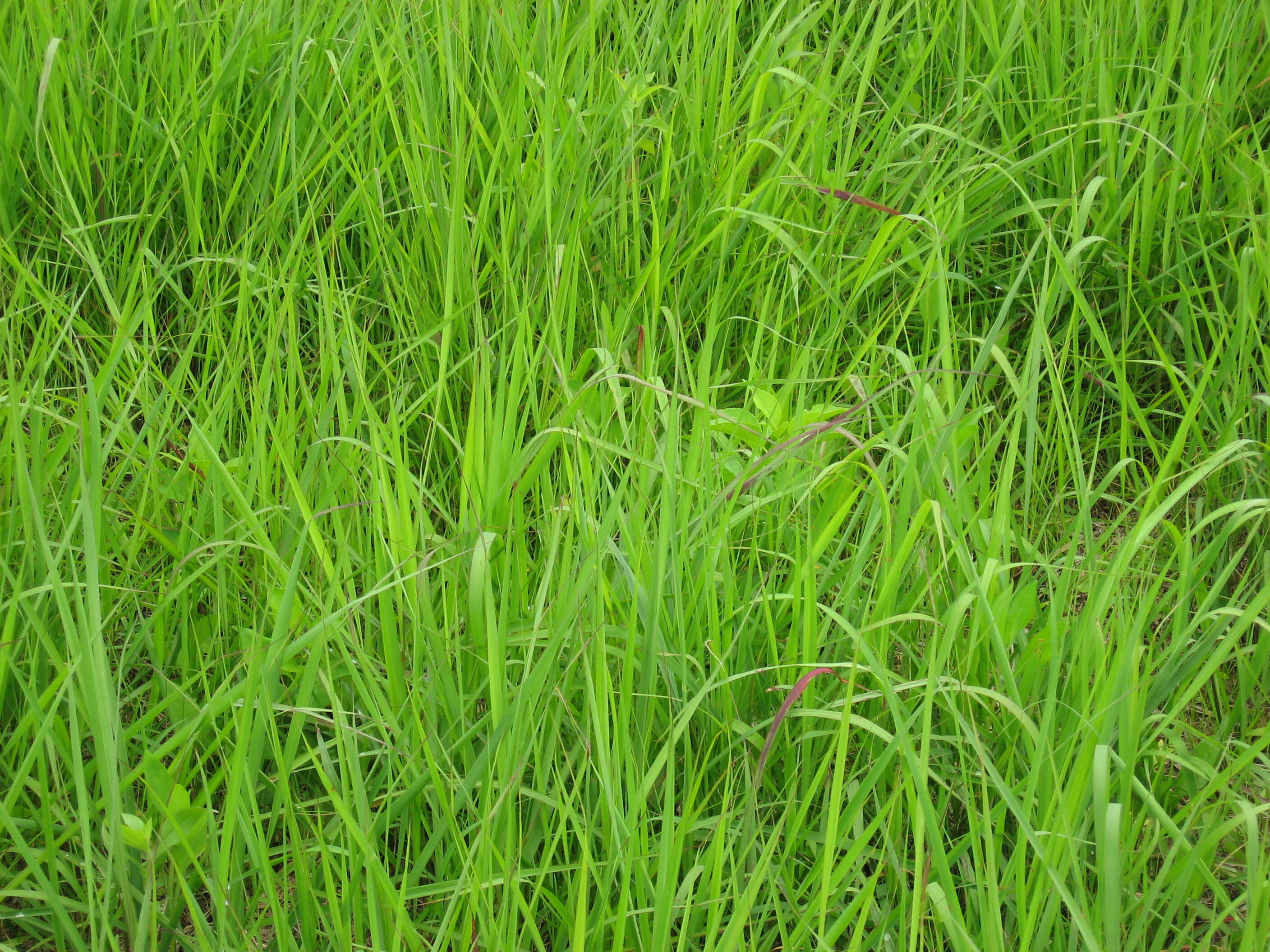 Image of Indiangrass