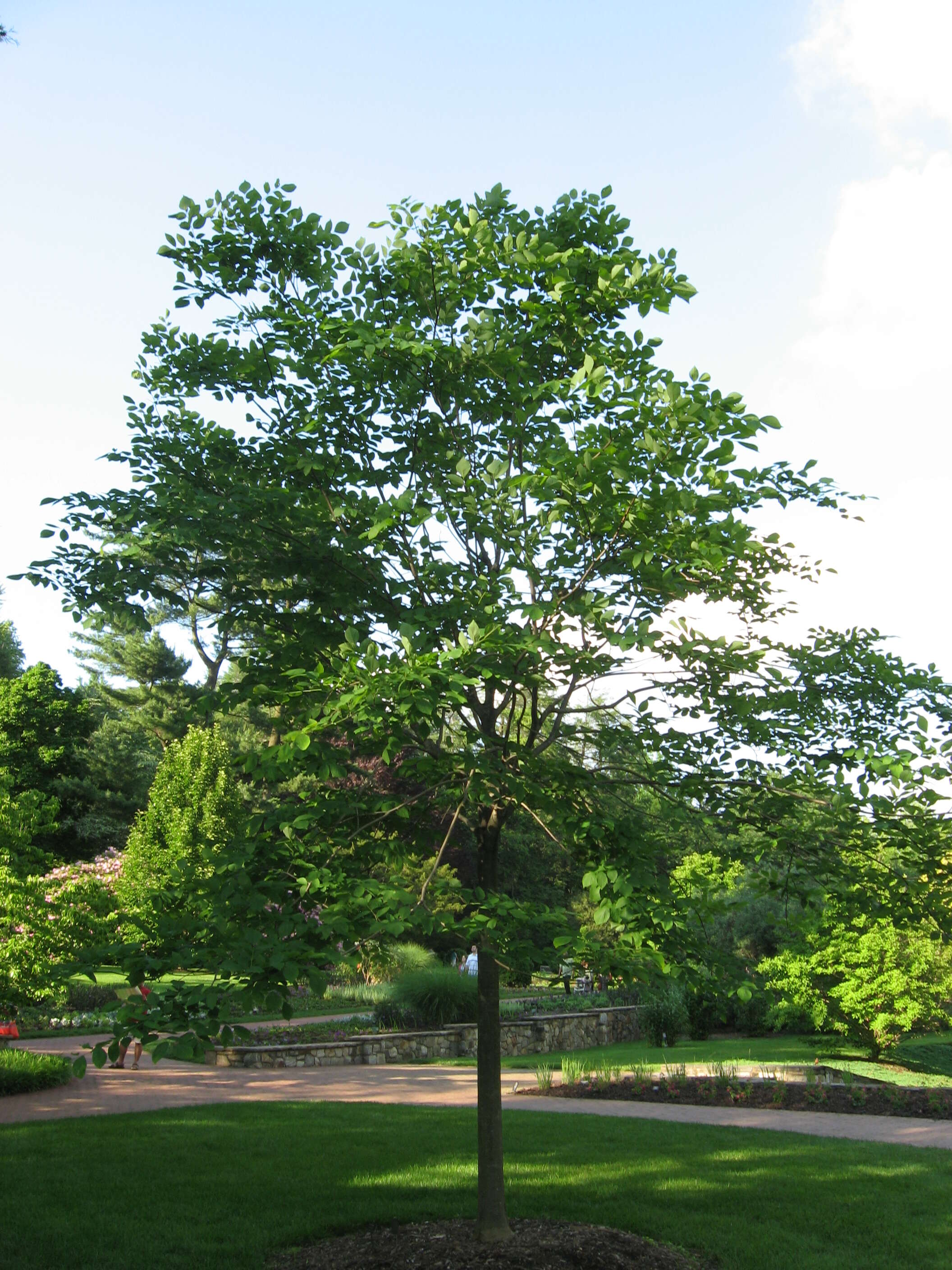 Image of yellowwood