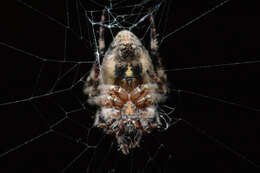 Image of Humpbacked orbweaver