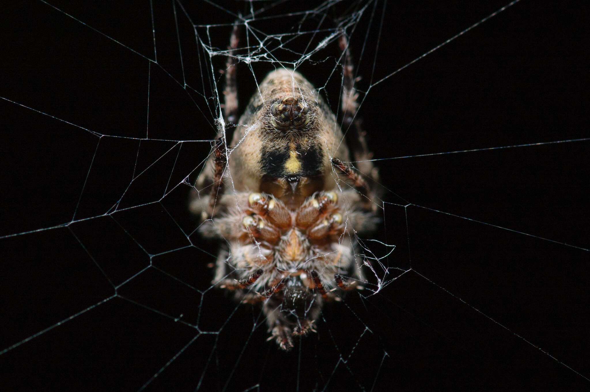 Image of Humpbacked orbweaver