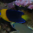 Image of Cocos angelfish