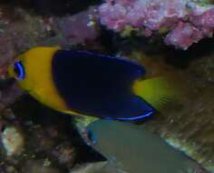 Image of Cocos angelfish