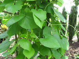 Image of woolly dutchman's pipe