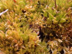 Image of Black fruited stink moss