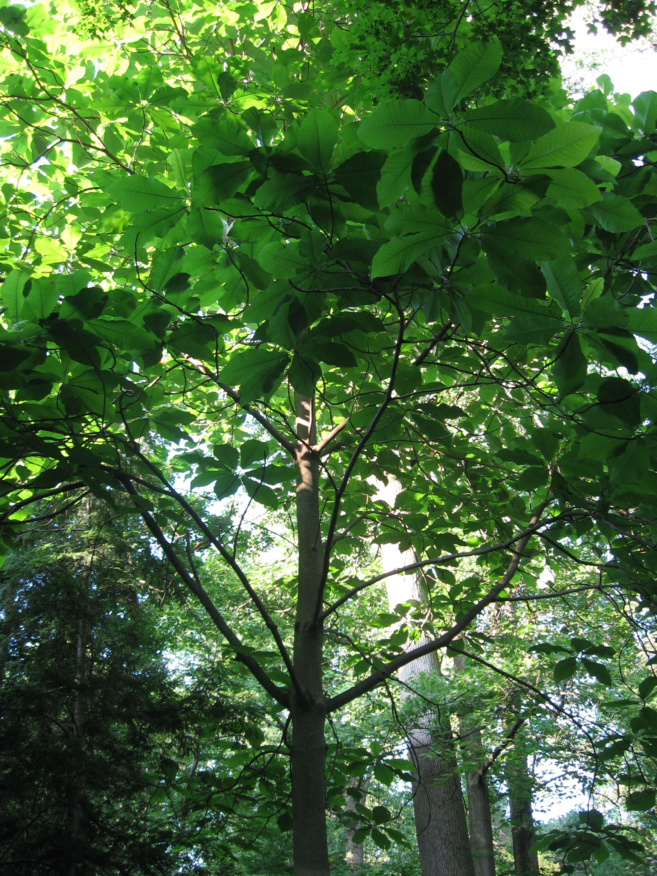 Image of Big-Leaf Magnolia