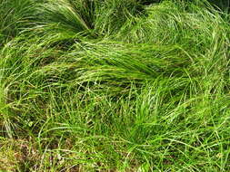 Image of Pennsylvania sedge