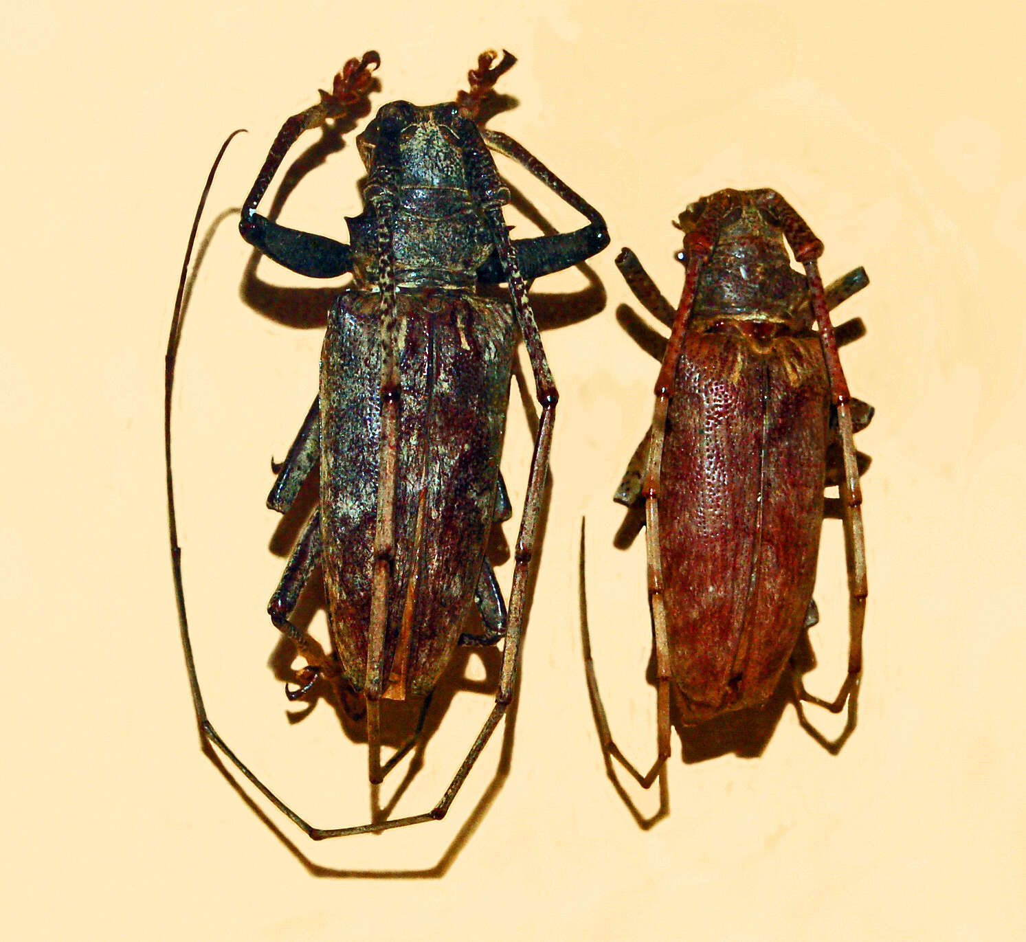 Image of Acalolepta australis (Boisduval 1835)