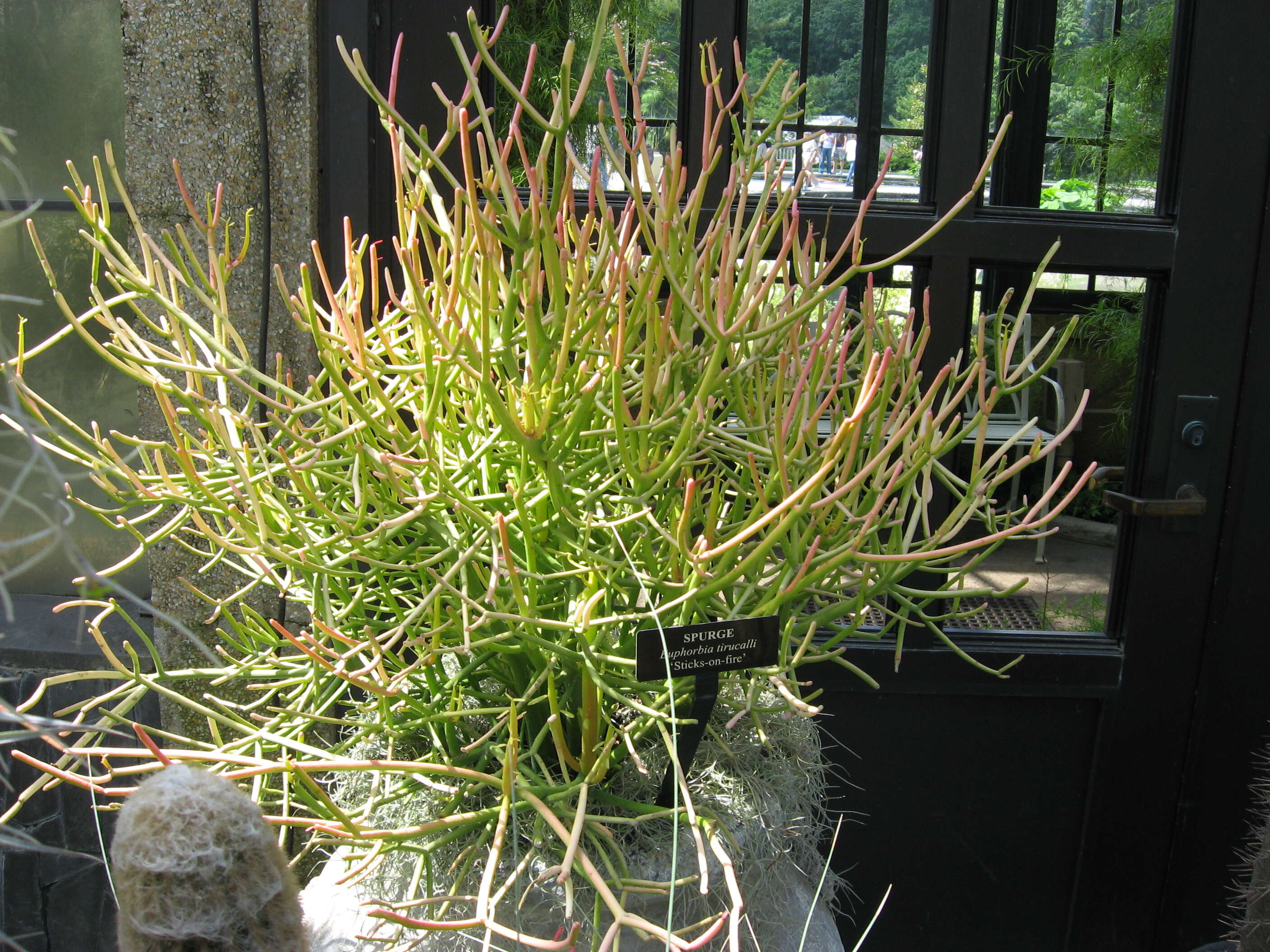 Image of Indiantree spurge