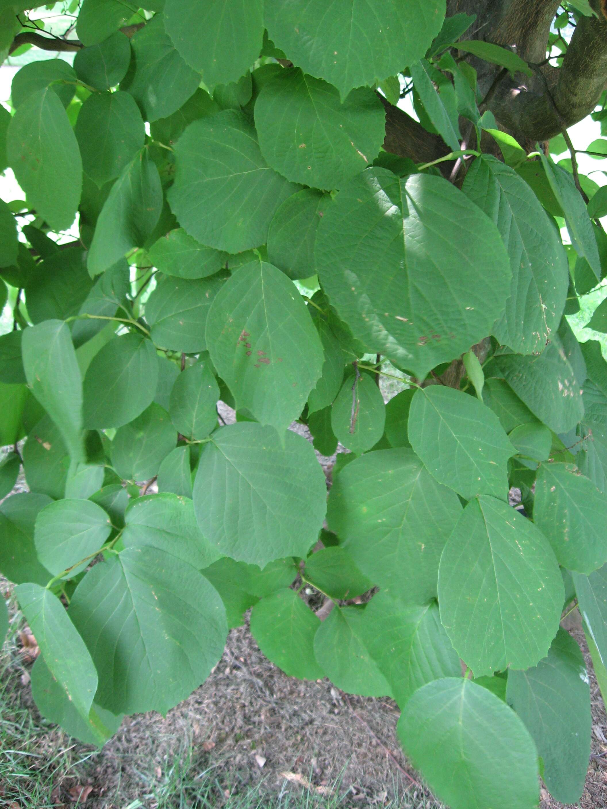 Image of Styrax obassia Siebold & Zucc.