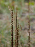 Image of Alaska Rein Orchid