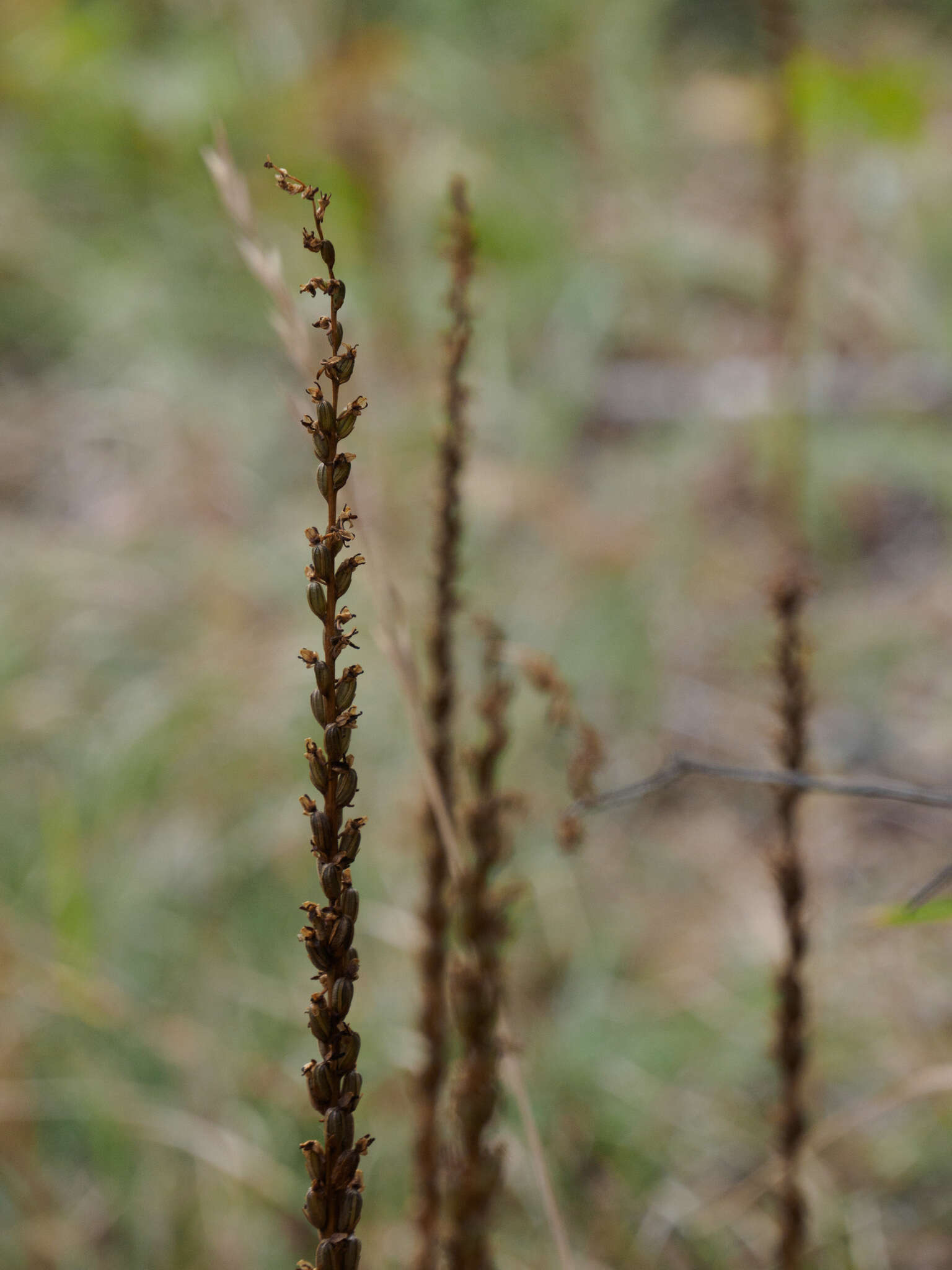 Image of Alaska Rein Orchid