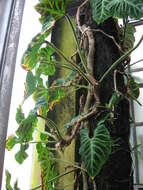 Image of Philodendron verrucosum L. Mathieu ex Schott