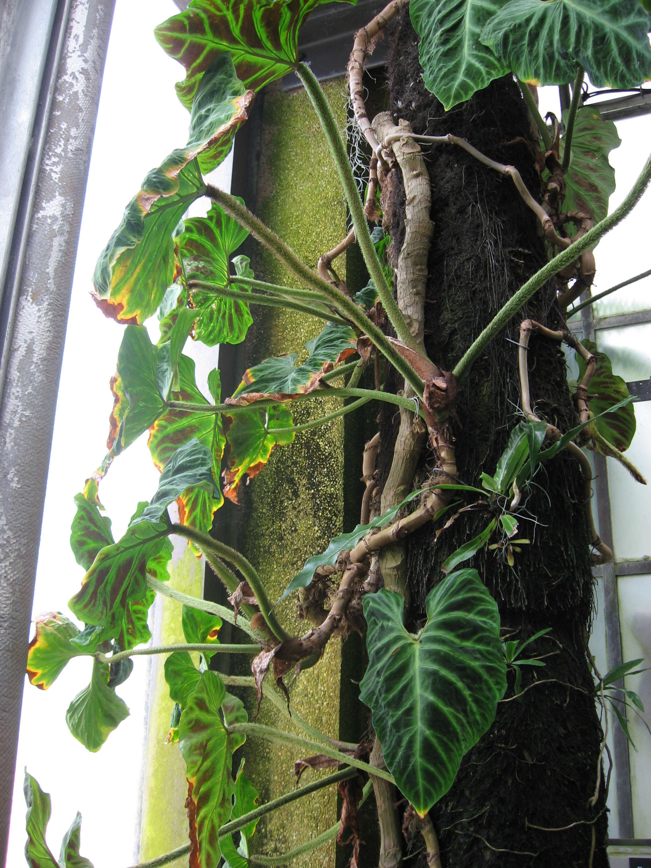 Image of Philodendron verrucosum L. Mathieu ex Schott