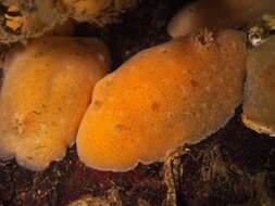 Image of grey sea slug