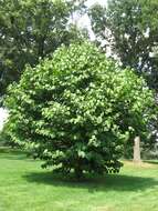 Image of Styrax obassia Siebold & Zucc.