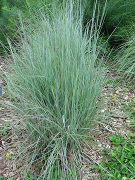 Imagem de Schizachyrium scoparium (Michx.) Nash