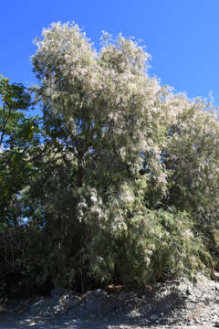 Image of Nile tamarisk