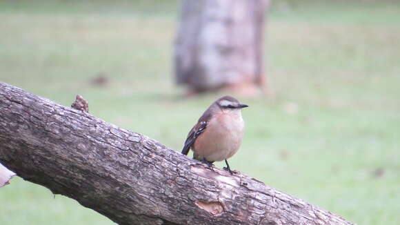 Image of Chalk-browed Mockingbird