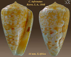 صورة Conus infrenatus Reeve 1848