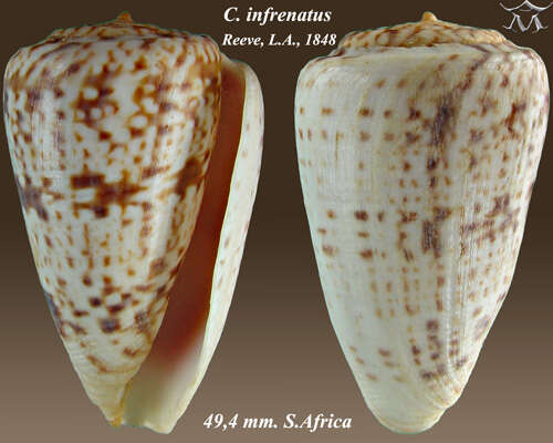 صورة Conus infrenatus Reeve 1848