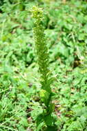 Plancia ëd Habenaria strictissima Rchb. fil.