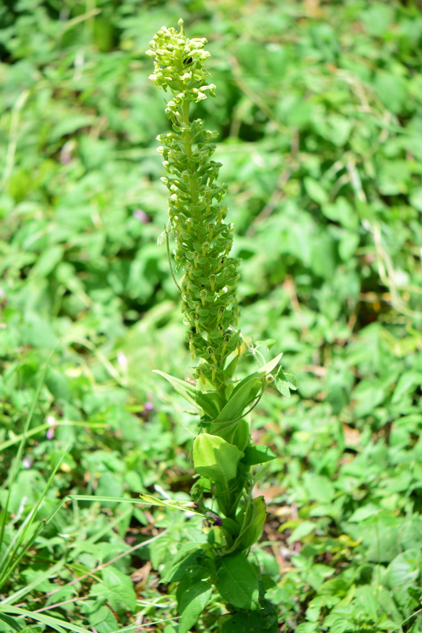 Image of Habenaria strictissima Rchb. fil.