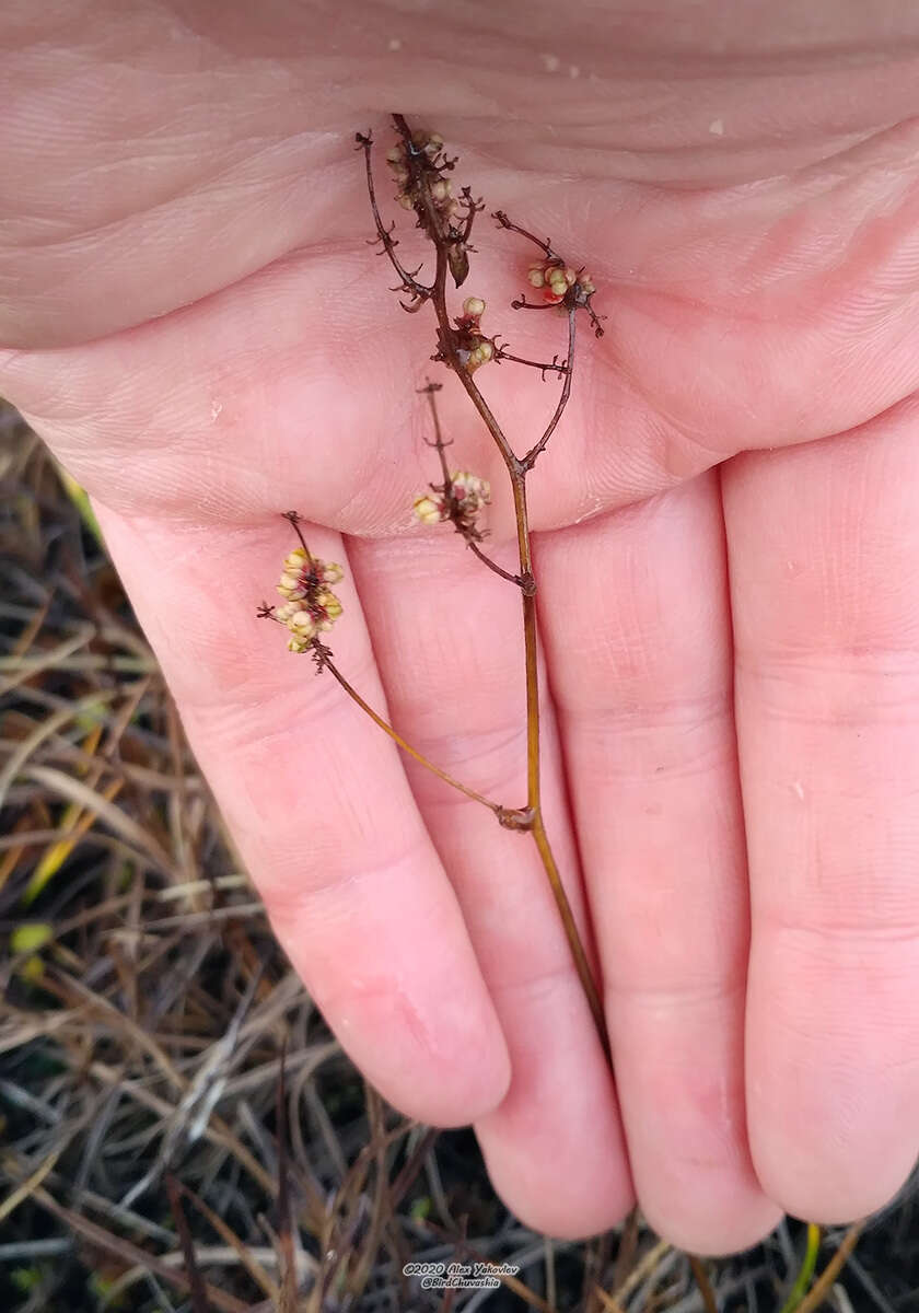 Micranthes foliolosa (R. Br.) Gornall resmi