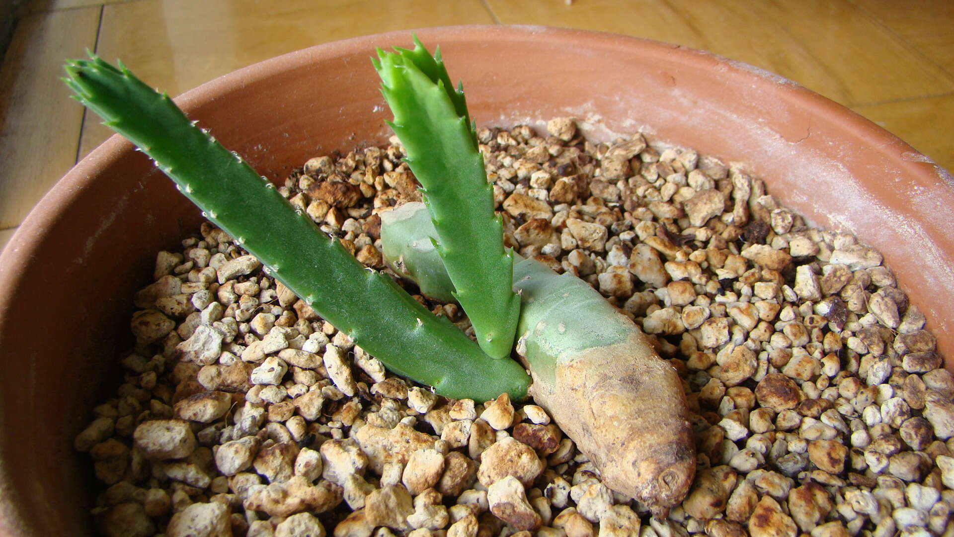 Image de Ceropegia flavopurpurea (Marloth) Bruyns