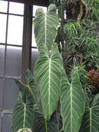 Image of Philodendron melanochrysum Linden & André