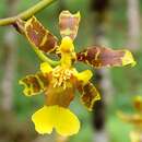 Sivun Oncidium baueri Lindl. kuva