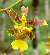 Image of Oncidium baueri Lindl.