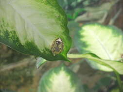 Image of Hourglass Treefrog