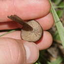 Image de Entoloma sericeoides (J. E. Lange) Noordel. 1980