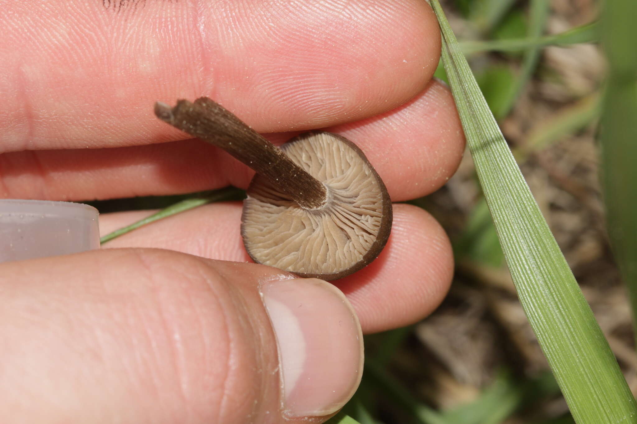 Image de Entoloma sericeoides (J. E. Lange) Noordel. 1980