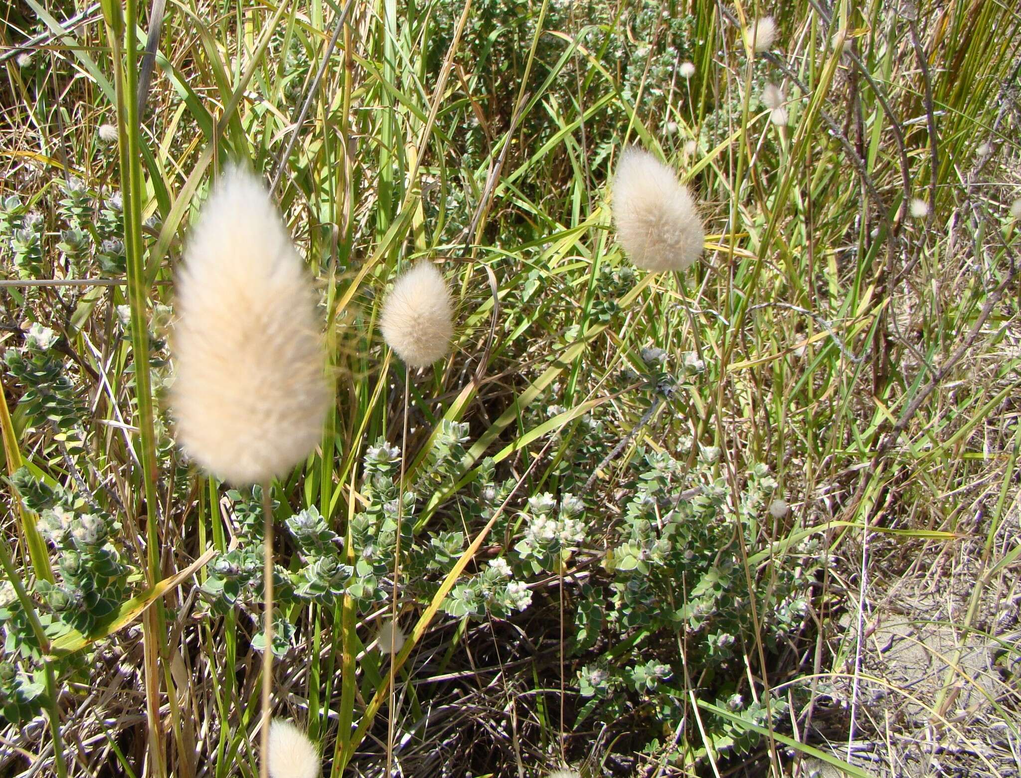Image of harestail grass