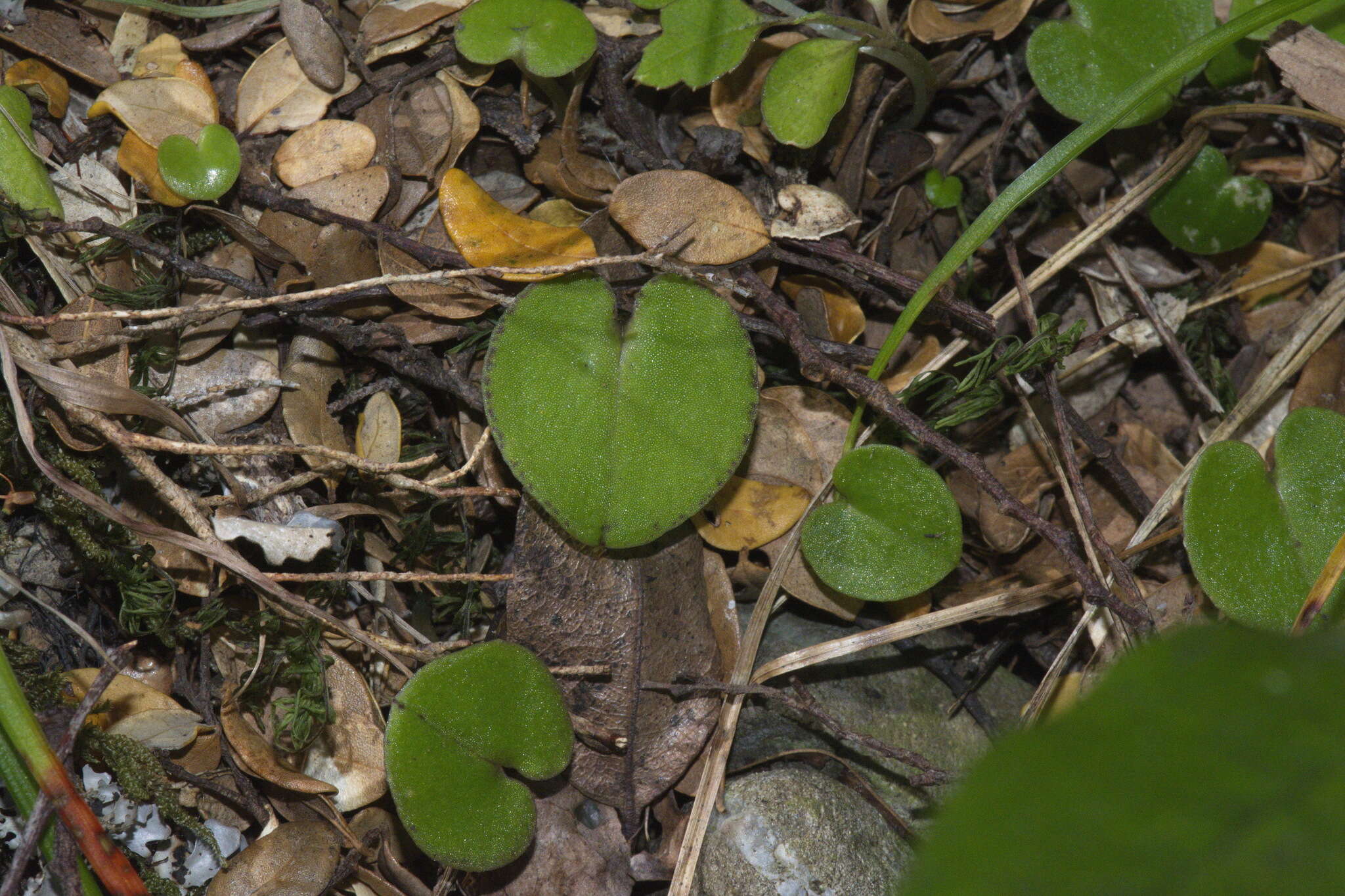 Image of Corybas macranthus (Hook. fil.) Rchb. fil.