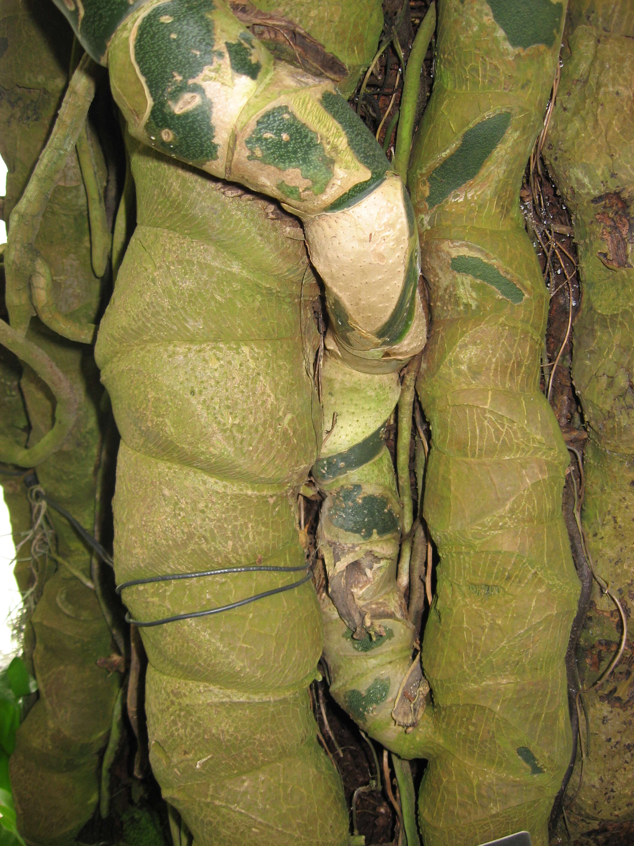 Image of Monstera epipremnoides Engl.