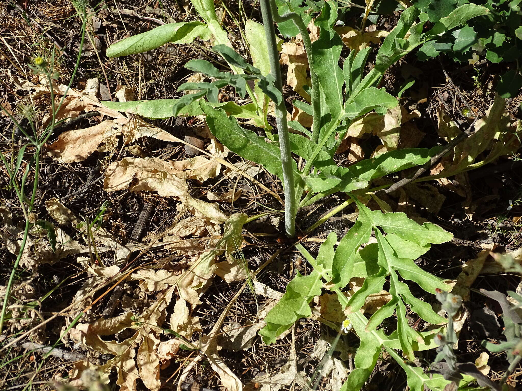 Plancia ëd Magydaris panacifolia (Vahl) Lange